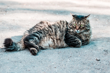 Stray striped fluffy cat resting on the ground