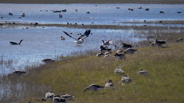 Flight of a white stork over a lake in slow motion