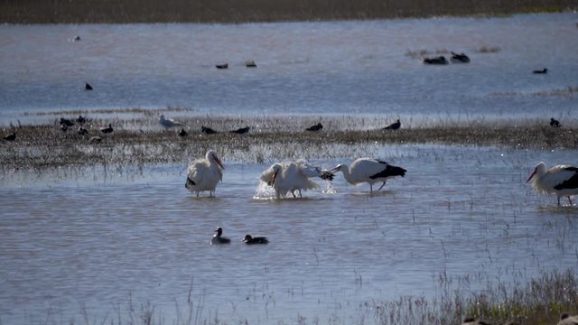 White storks bathing in a lake slow motion