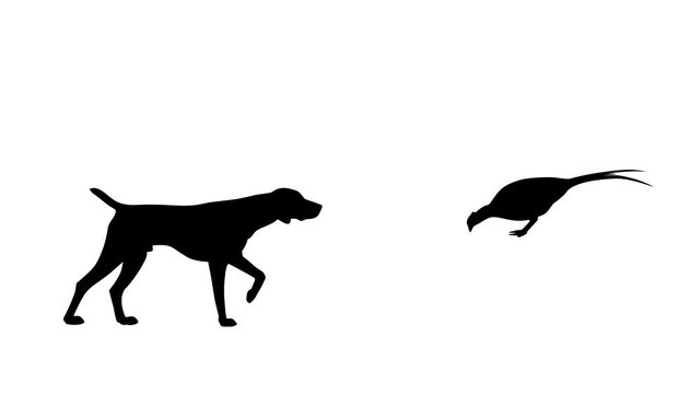 Hunting dog and a pheasant, animation on the white background