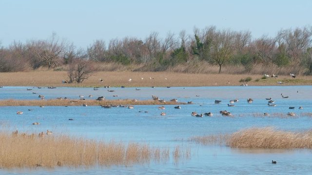 Group of white storks sunbathing after a swim in front of a lake, in a natural park