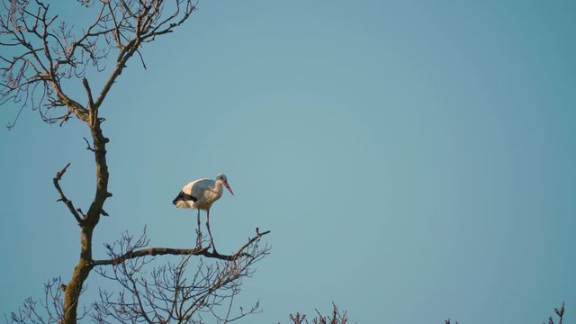 Storks in a natural environment, perched in a tree, in their nest,