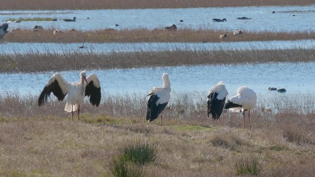 white storks in the Aiguamolls de l'Empord&aacute;, Girona Costa Brava, natural park,