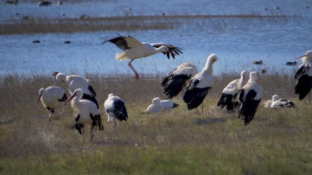 Flight of a white stork in slow motion, over another group of storks in a lake