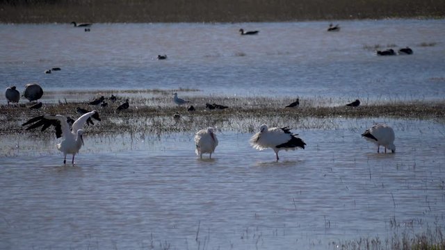 White stork shakes off the water, after a swim in a lake