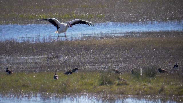 White stork shakes off the water, after a swim in a lake