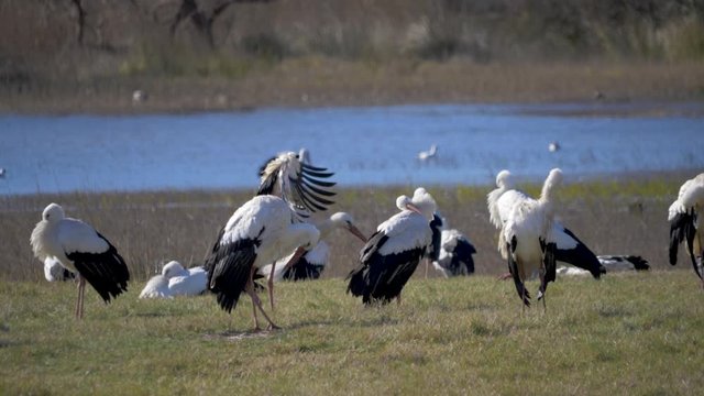 Group of white storks walking with the lake in background in slow motion