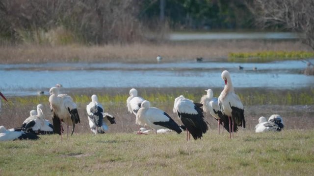 Group of white storks walking with the lake in background in slow motion
