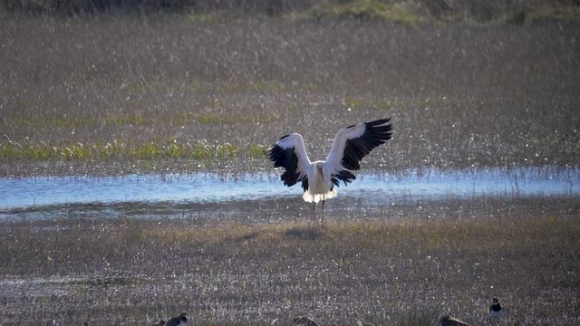 White stork shakes off the water, after a swim in a lake In slow motion