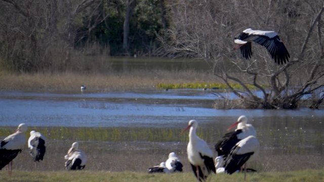Flight of a white stork in slow motion, over another group of storks in a lake