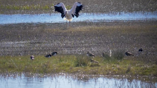 White stork shakes off the water, after a swim in a lake In slow motion
