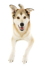 Fototapeta premium Studio shot of an adorable mixed breed dog