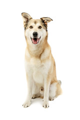 Studio shot of an adorable mixed breed dog