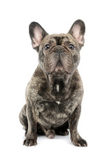 Studio shot of a beautiful French Bulldog