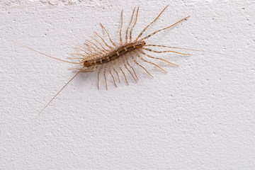 Centipede (Scutigera coleoptrata) on the wall.
