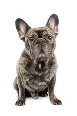 Studio shot of a beautiful French Bulldog