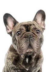 Fototapeta premium Portrait of a beautiful French Bulldog