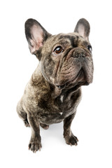 Studio shot of a beautiful French Bulldog