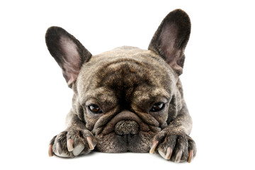 Fototapeta premium Studio shot of a lovely French Bulldog