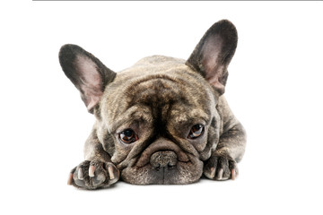 Studio shot of a lovely French Bulldog