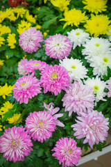 Obraz na płótnie Canvas Multicolored Chrysanthemum flowers potted, home gardening background concept