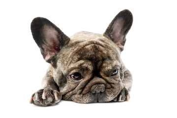 Studio shot of a lovely French Bulldog