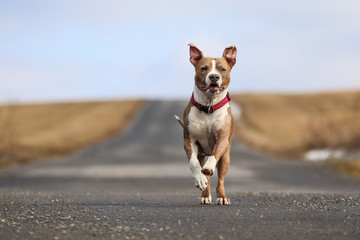 An american staffordshire terrier is running on the straight road and enjoys it. 