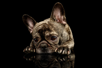 Studio shot of a lovely French Bulldog