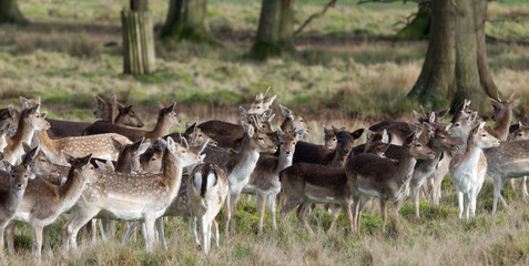 fallow deer in open glade