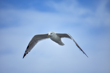 A low angle shot of a white European herring gull flying under a bright blue sky - freedom concept