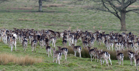 fallow deer in open glade