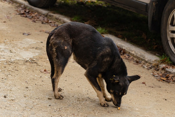 The black dog greedily eats food waste. The hungry life of a stray dog. Contact of the animal world with the human world. Waste is the main food of wild dogs.
