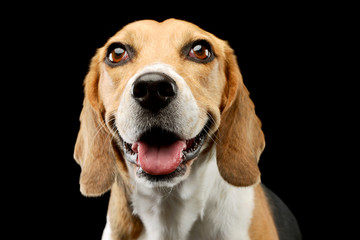 Portrait of an adorable Beagle