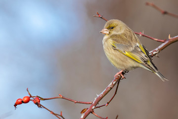 European Goldfinch, Chloris chloris, perched on a hawthorn on a uniform background