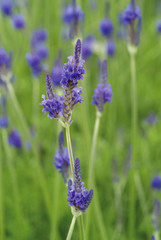 Close up of purple flower Lavender