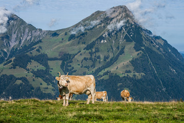 Beautiful swiss cows. Alpine meadows. Mountains.