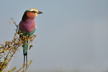 Lilac Breasted Roller