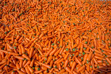 Colorful Organic carrots. Food background. Close-up, and washed carrots. Near Savar District at Dhaka, Bangladesh.