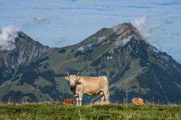 Beautiful swiss cows. Alpine meadows. Mountains.