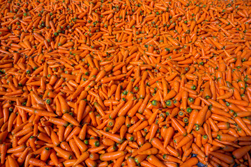 Colorful Organic carrots. Food background. Close-up, and washed carrots. Near Savar District at Dhaka, Bangladesh.