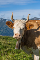 Beautiful swiss cows. Alpine meadows. Mountains.