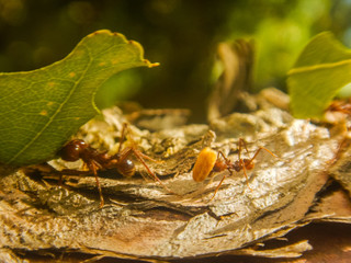 Hormigas trabajando