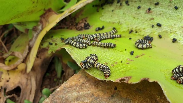 Caterpillar black striped worms moving around and feeding on a big succulent leaf