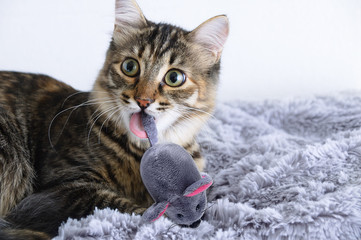 Close-up small gray kitten plays with a soft toy with the mouse in the mouth.