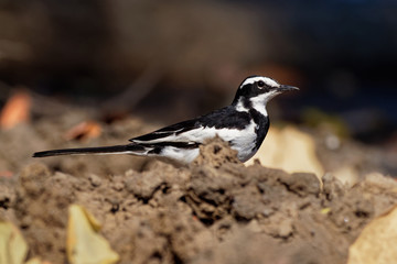 African Pied Wagtail - Motacilla aguimp species of bird in the family Motacillidae, striking black...