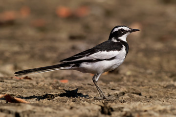 African Pied Wagtail - Motacilla aguimp species of bird in the family Motacillidae, striking black and white wagtail with black upperparts, found in sub-Saharan Africa