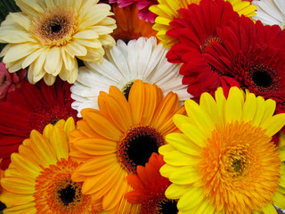 Gerbera flowers at the flowers exhibition.