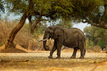 African Bush Elephant - Loxodonta africana in Mana Pools National Park in Zimbabwe, standing in the green forest and eating or looking for leaves.