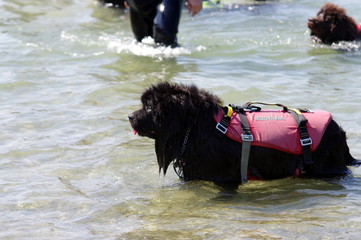 chiens secouristes -Sauvetage en Mer.