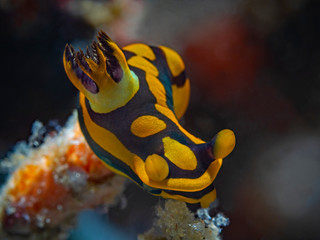 Gabriela`s Tambja, Dorid Nudibranch (Tambja gabrielae)
